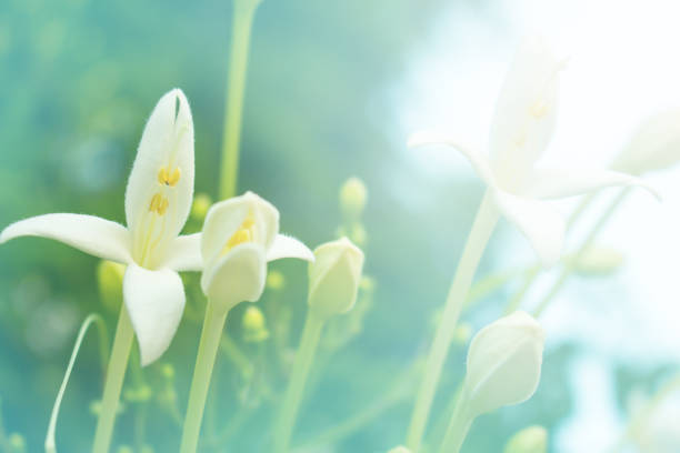 The white flower in nature background. close-up of tree white flower
