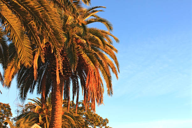 istock Palm trees against the bright blue sky 1096366636