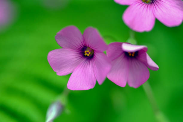 istock Macro of purple flowers 1096368548