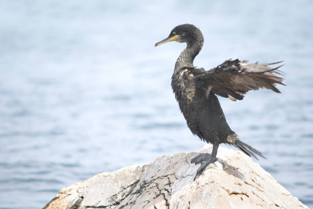istock European shag or common shag (Phalacrocorax aristotelis) 1096369476