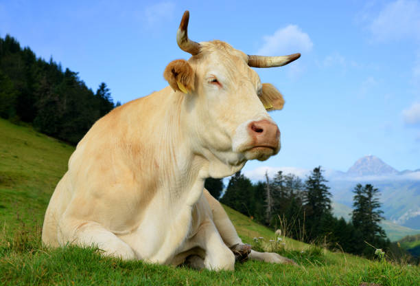 istock Cow in the mountain meadow. 1096369662