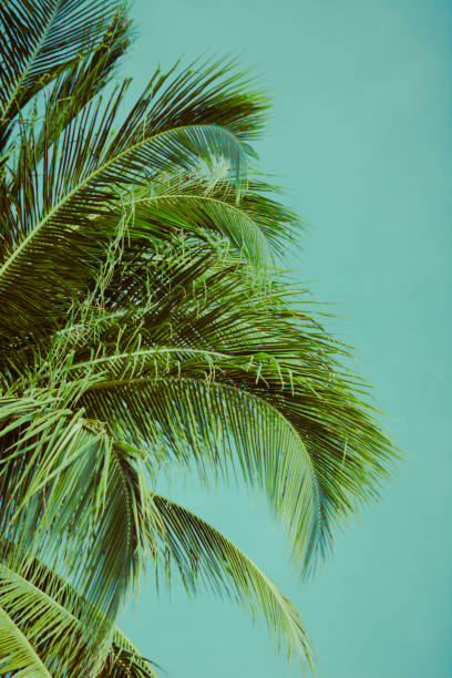 istock Coconut palm tree under blue sky. Vintage background. Retro toned poster. 1096372018