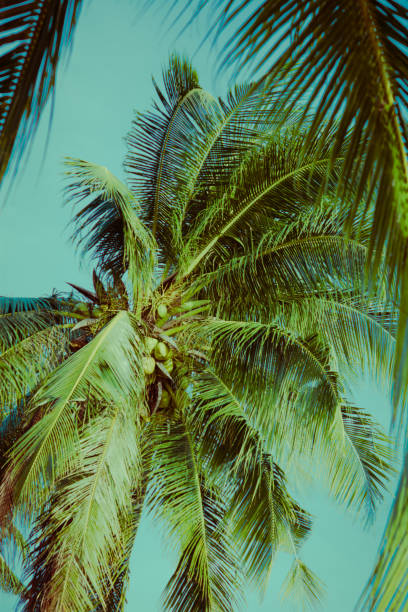 istock Coconut palm tree under blue sky. Vintage background. Retro toned poster. 1096372146