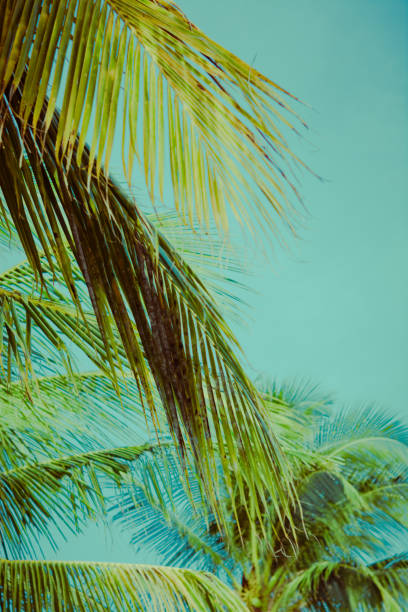 istock Coconut palm tree under blue sky. Vintage background. Retro toned poster. 1096372226