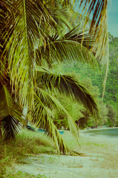 istock Coconut palm tree under blue sky. Vintage background. Retro toned poster. 1096372496