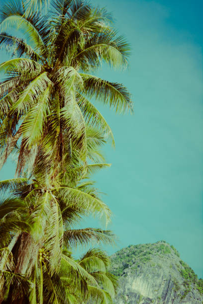 istock Coconut palm tree under blue sky. Vintage background. Retro toned poster. 1096375084