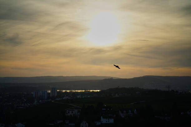 istock Lonely crow flies under a large, brightly shining, sun 1096375522