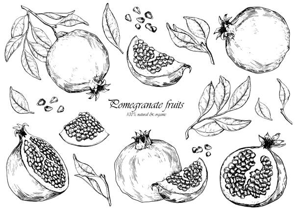 Set of pomegranate fruits. Isolated elements for design. Set of pomegranate fruits. Isolated elements for design. Hand drawn vector illustration. pomegranate stock illustrations