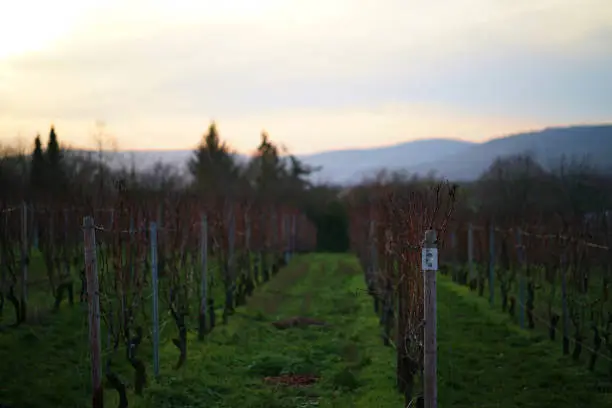 A vineyard can be seen, which in its withered preparation creates a beautiful contrast to the bright afternoon sun.