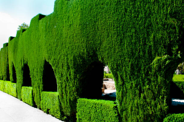 istock Garden of Generalife 1096379174
