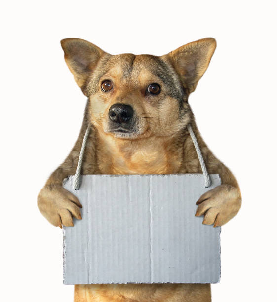 istock Dog with a blank sign 2 1096380012