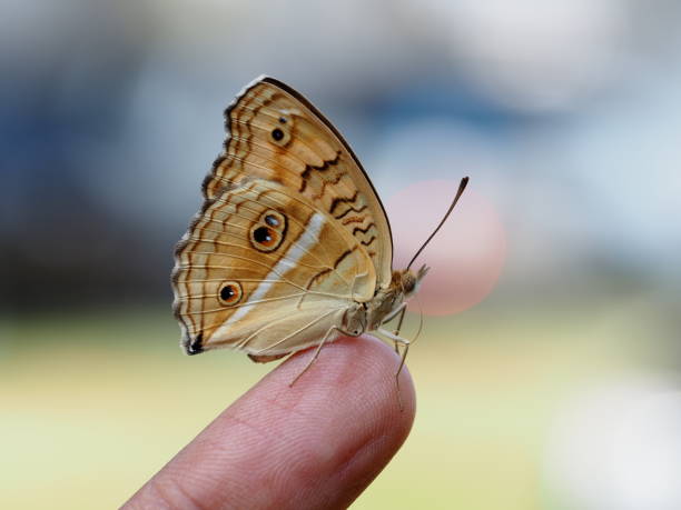 istock Beautiful butterfly on hand with blurred background in natural color tones. It is called Peacock Pansy and has a scientific name: Junonia almana with orange wings and polka dots. 1096386818