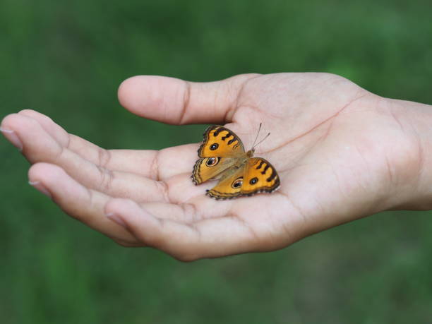 istock Beautiful butterfly on hand with blurred background in natural color tones. It is called Peacock Pansy and has a scientific name: Junonia almana with orange wings and polka dots. 1096386870