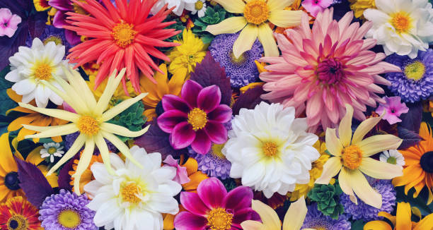 beautiful floral background for greeting or postcard. toning