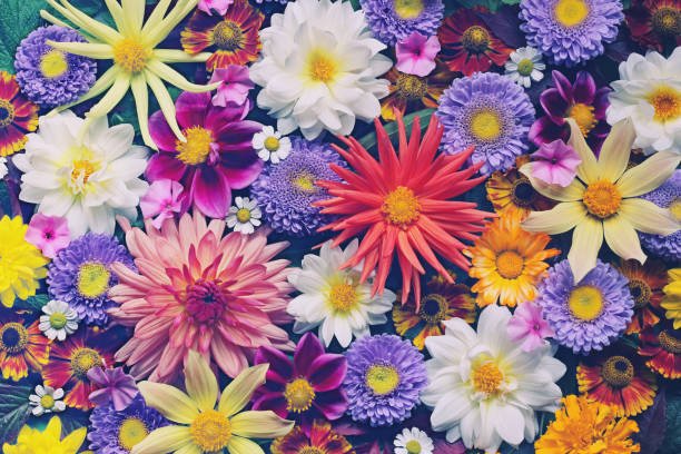 istock floral background for greeting or postcard. toning 1096388208