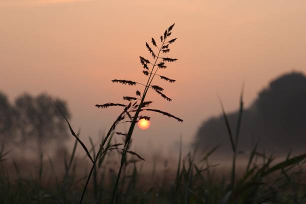 istock Early sunrise in countryside 1096388338