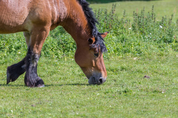 istock horse in the meadow 1096390538