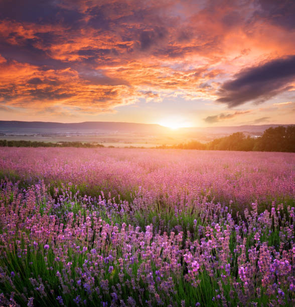 istock Meadow of lavender. 1096397690