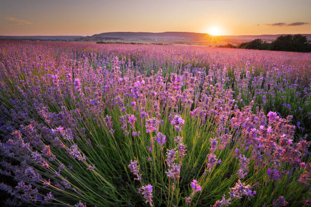 istock Meadow of lavender. 1096399040