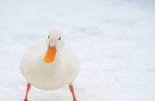 istock Wild duck mallard white rare mutant winter 1096400198