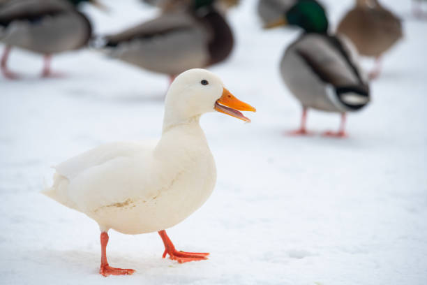 istock Wild duck mallard white rare mutant winter 1096400442