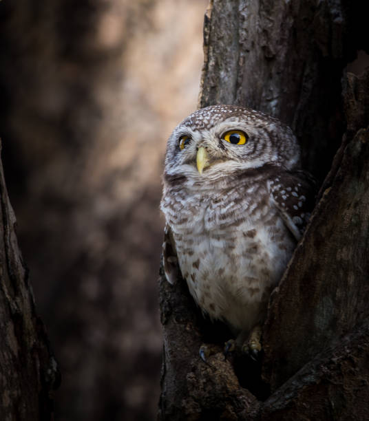 istock Spotted owlet ( Athene brama ) In the hole on the tree. 1096400532