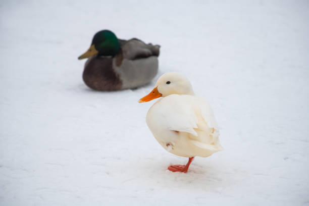 istock Wild duck mallard white rare mutant winter 1096400668