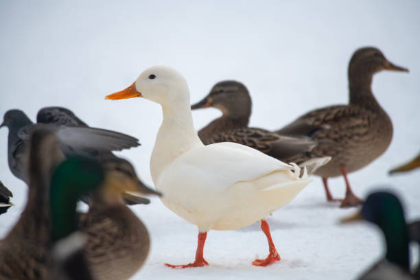 istock Wild duck mallard white rare mutant winter 1096400736