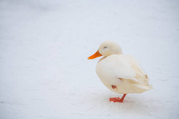 istock Wild duck mallard white rare mutant winter 1096400856