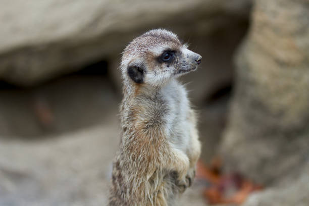 istock The meerkat standing on a stone 1096401602