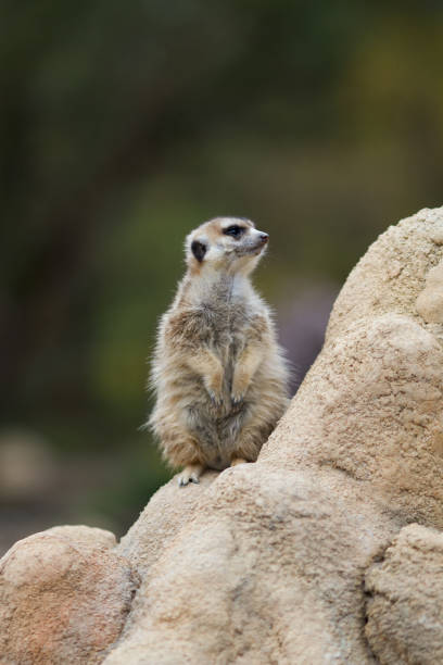 istock The meerkat standing on a stone 1096401610