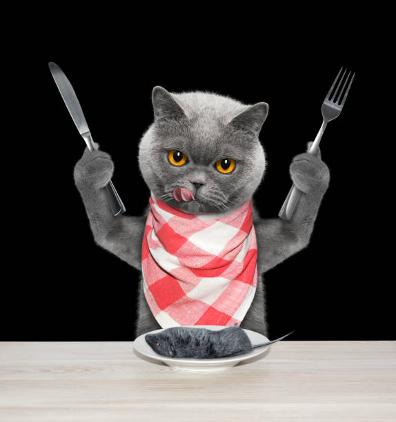 istock The hungry cat is going to eat a mouse. Isolated on black 1096402672