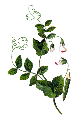 Illustration of a pea (Pisum sativum)