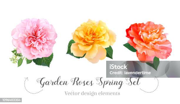 Watercolor Style Garden Roses Peony Spring Set Stock Illustration - Download Image Now - Peony, Rose - Flower, Multi Colored