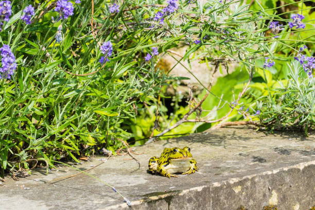istock Frog sitting on Garden Wall 1096407344