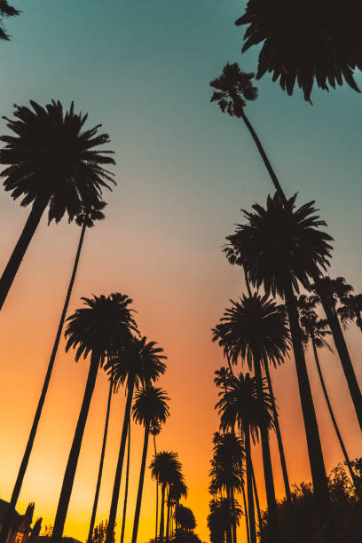 sunset boulevard, em los angeles - venice califórnia - fotografias e filmes do acervo