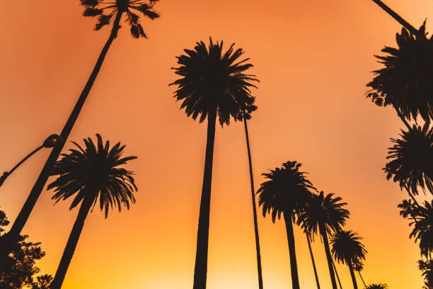 istock sunset boulevard in los angeles 1096410860