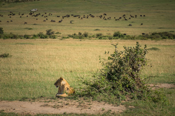 istock A lioness resting next to a bush in the savannah 1096420410