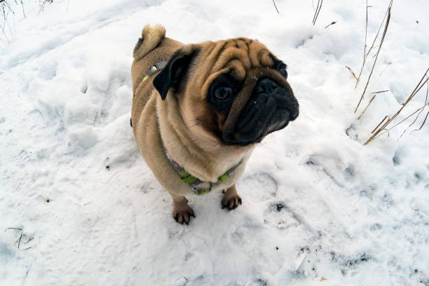 istock Dog walks in the winter. 1096420456