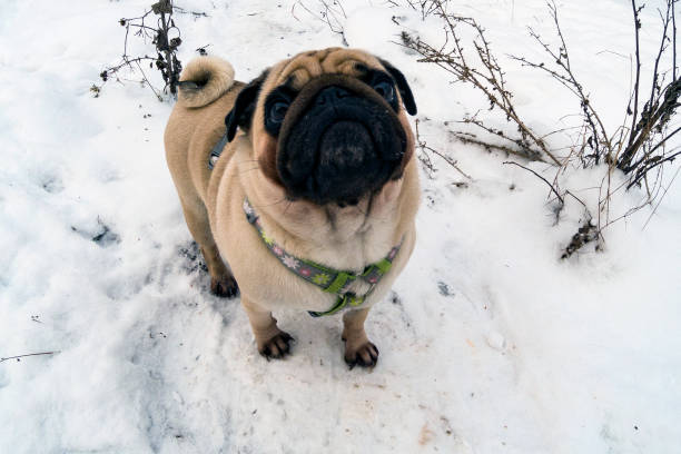 istock Dog walks in the winter. 1096420546