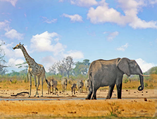 istock African Vista with giraffe elephant and zebras 1096421636