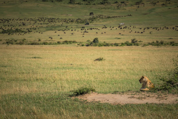 istock A lioness resting next to a bush in the savannah 1096435642