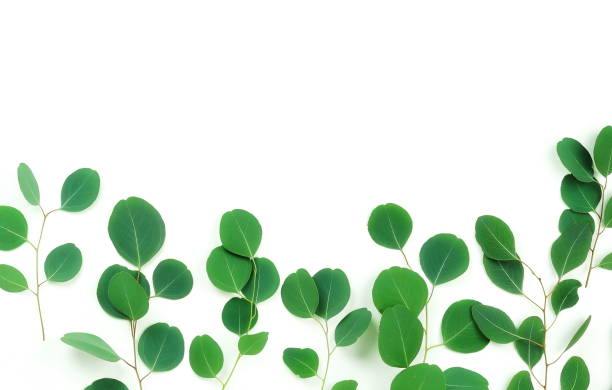 istock frame border made of green eucalyptus branches herbs, leaves,  plants on white background top view. copy space. flat lay 1096437366
