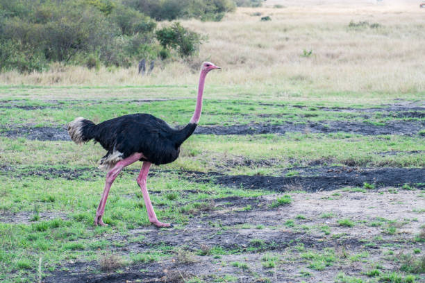 istock An ostrich runs in the savannah 1096438940