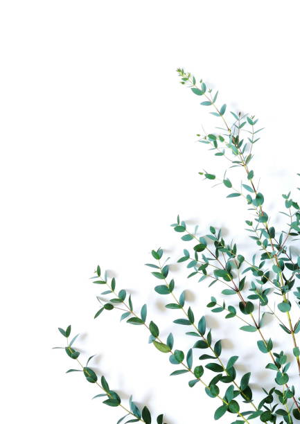 istock frame border made of green eucalyptus branches herbs, leaves,  plants on white background top view. copy space. flat lay 1096439820