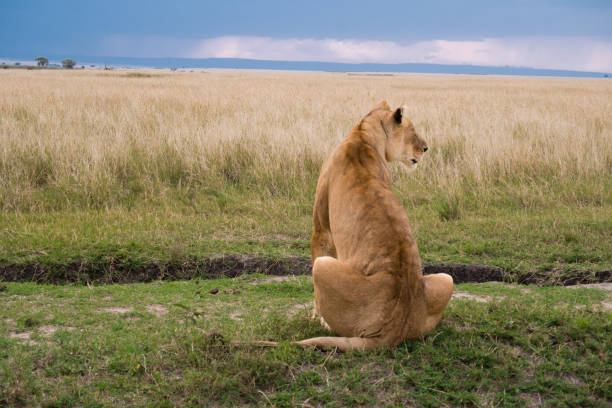 istock A lioness controls her territory in the savannah at sunset 1096440042