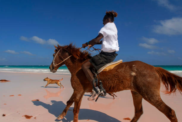 Bahamas Horse ride at Pink Sand Beach. Dunmore Town, Harbour Island, Eleuthera. Bahamas dunmore town stock pictures, royalty-free photos & images