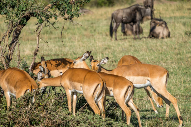 istock A herd of impala grazing in the savannah 1096440986