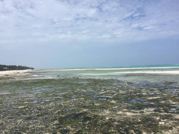 istock Ocean at Zanzibar eastern coast 1096444474