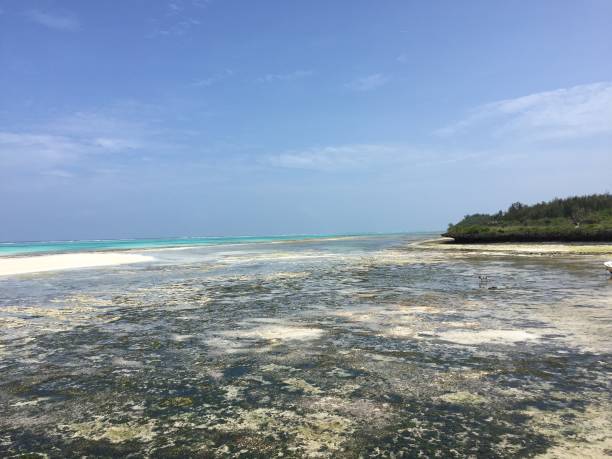 istock Ocean at Zanzibar eastern coast 1096444542